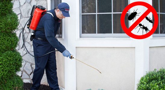 Mudurnu Kene İlaçlama böcek ilaçlama ve haşere kontrolü — ilaclama-tr.com